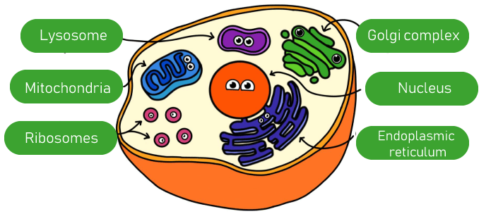 Cell Organelles Definition