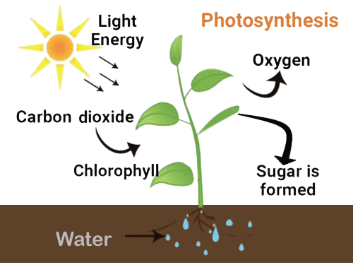 Chlorophyll Definition