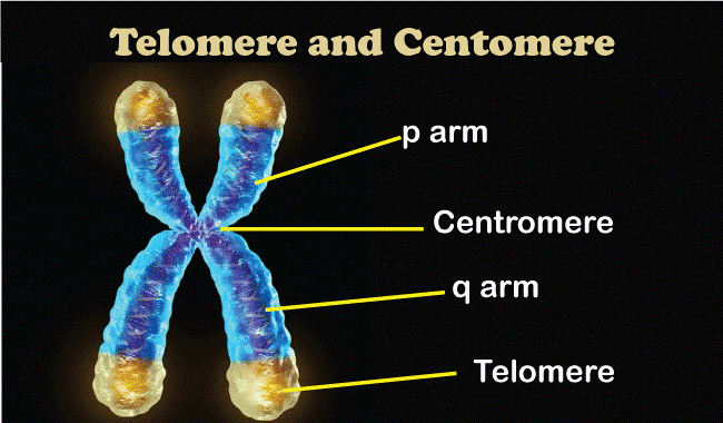 Chromosomes Definition