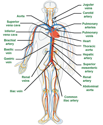 Circulatory System Definition