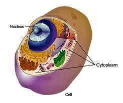 Cytoplasm Definition