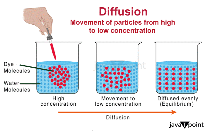 Diffusion Definition Biology