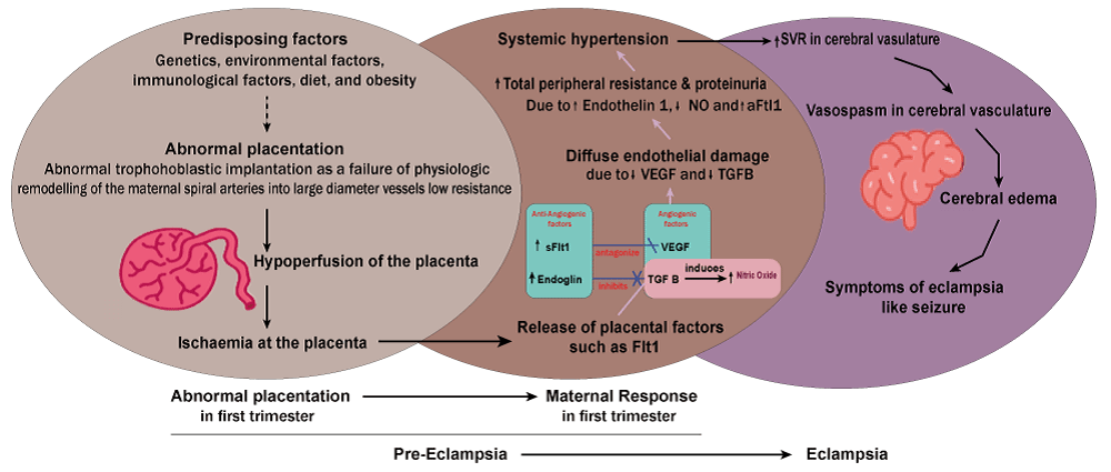 Eclampsia Definition