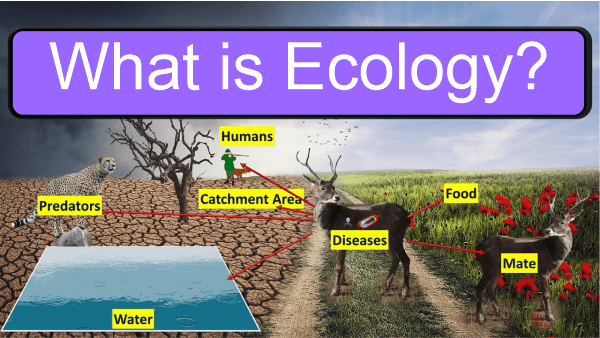 Ecology Definition
