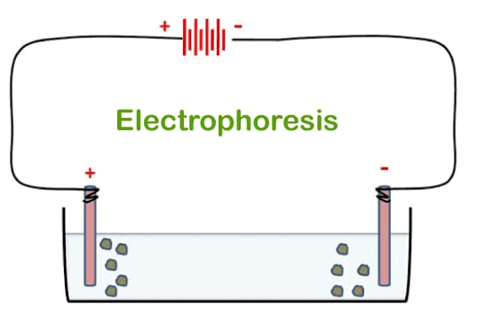 Electrophoresis Definition