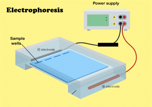 Electrophoresis Definition