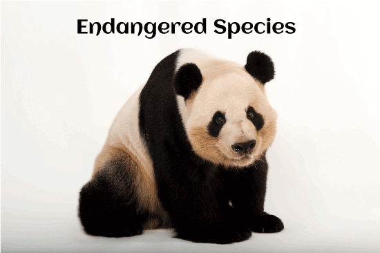 Endangered species definition