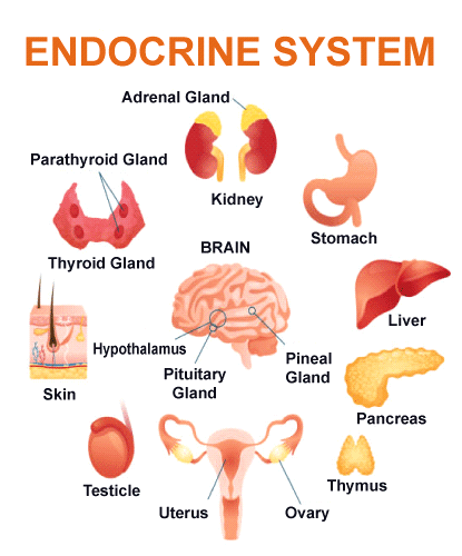 Endocrine System Definition