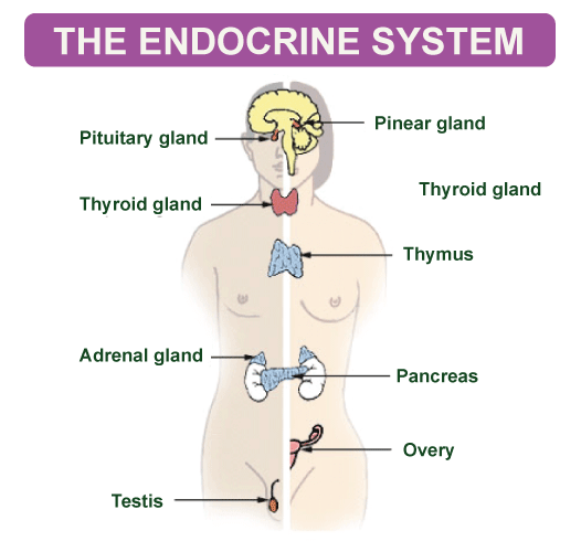 Endocrine System Definition