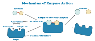 Enzymes Definition