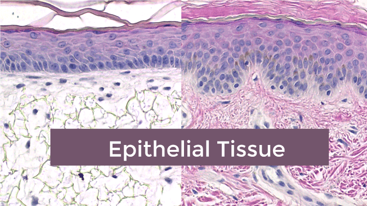 Epithelial Tissue- Definition