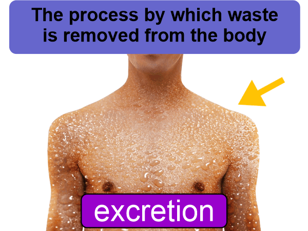 Excretion Definition