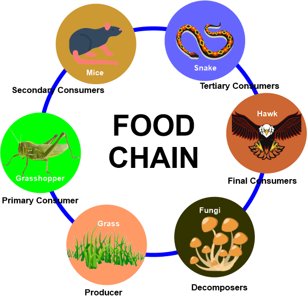 Food Chain Definition
