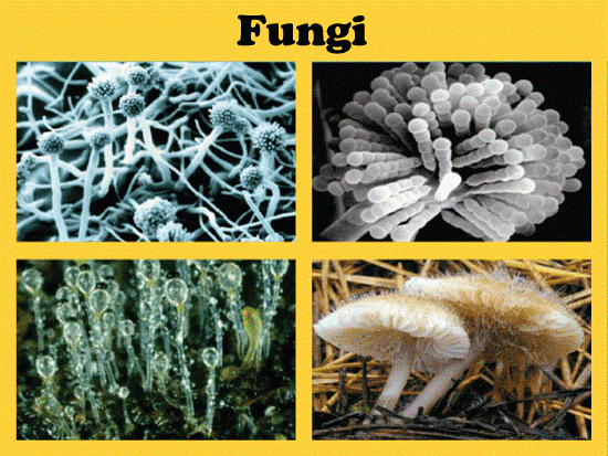 Fungi Definition