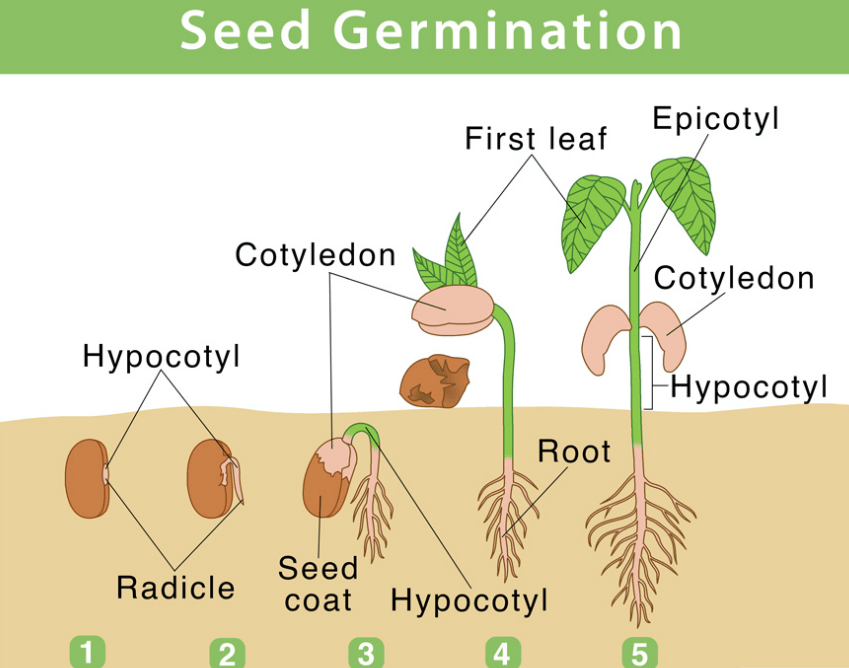 Germination Definition