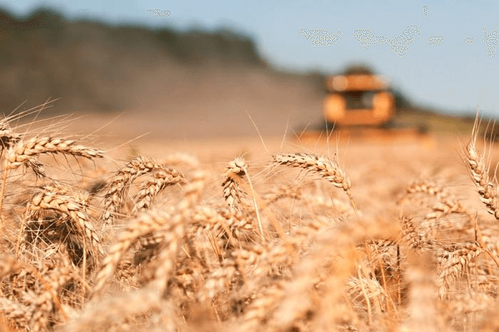Harvest Definition