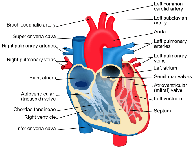 Heart Definition