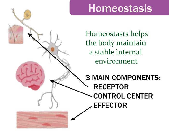 Homeostasis Definition