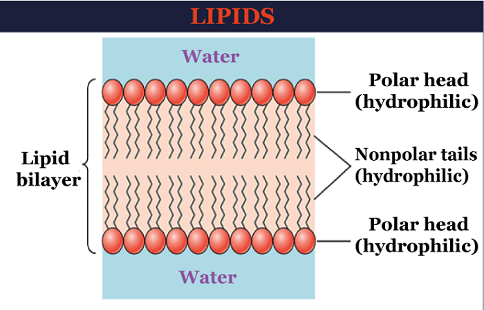 lipid bilayer definition