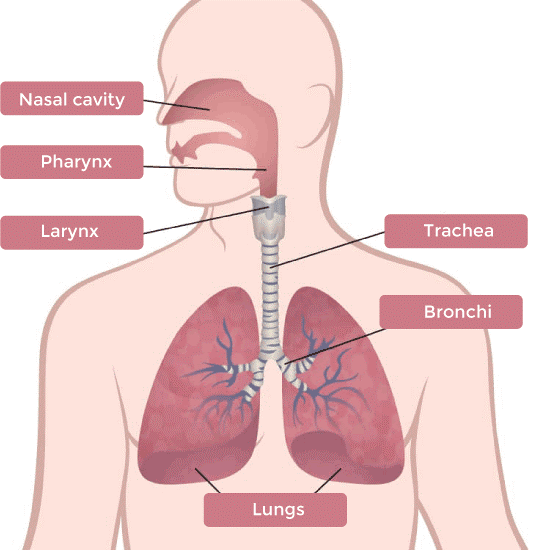 Lungs Definition