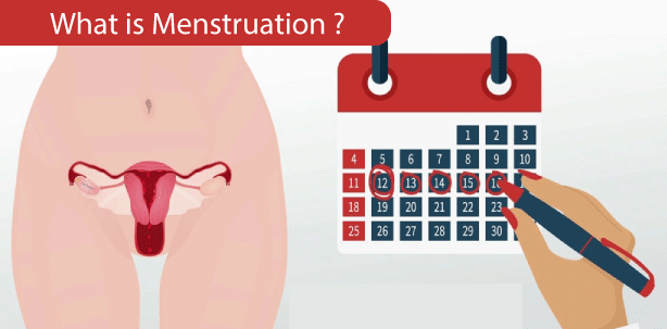 Menstrual Cycle Definition