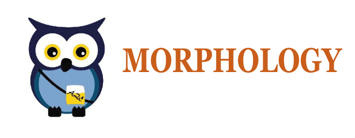 Morphology definition