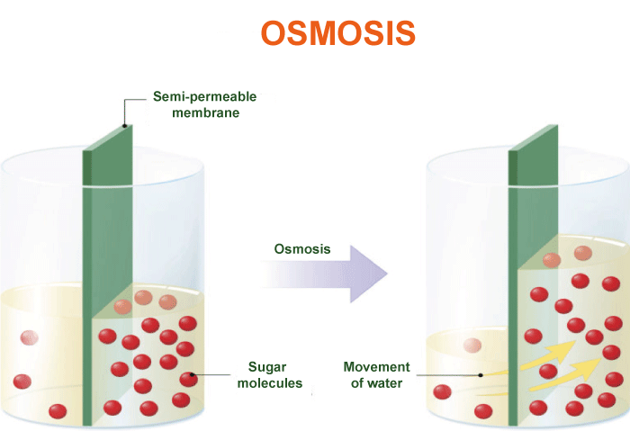 Osmosis Definition Biology
