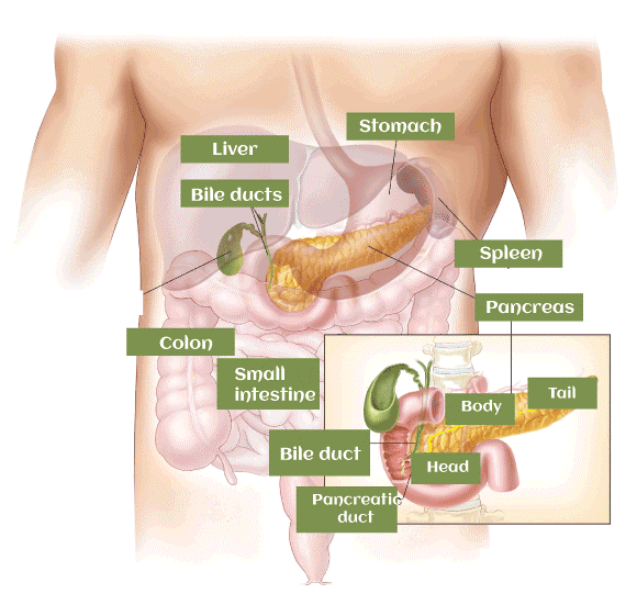 Pancreas Definition