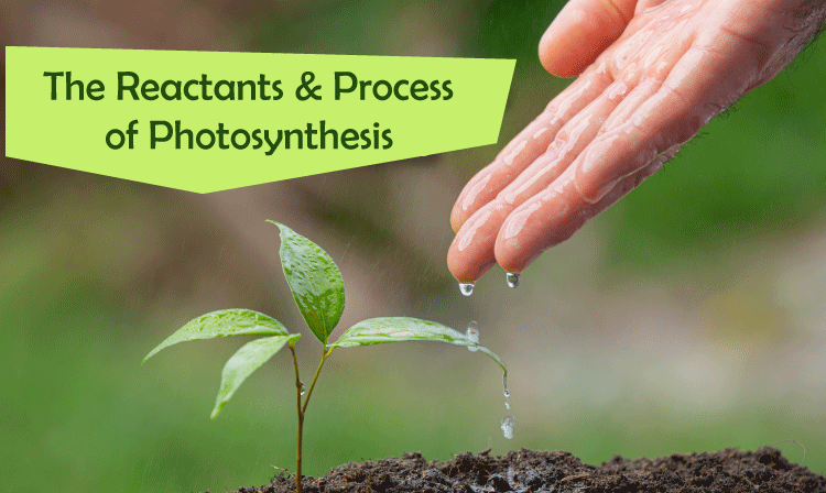 Photosynthesis Definition