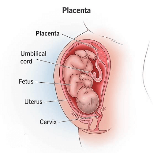 Placenta Definition