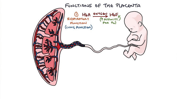 Placenta Definition
