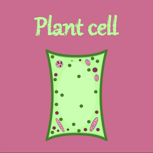 Plant Cell Definition