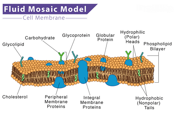 Plasma Membrane Definition
