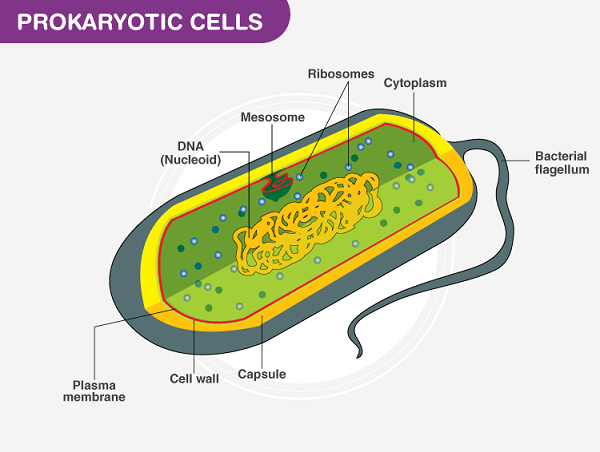 Prokaryotic Cell Definition