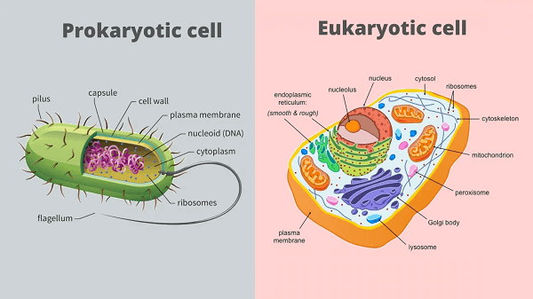 Prokaryotic Cell Definition