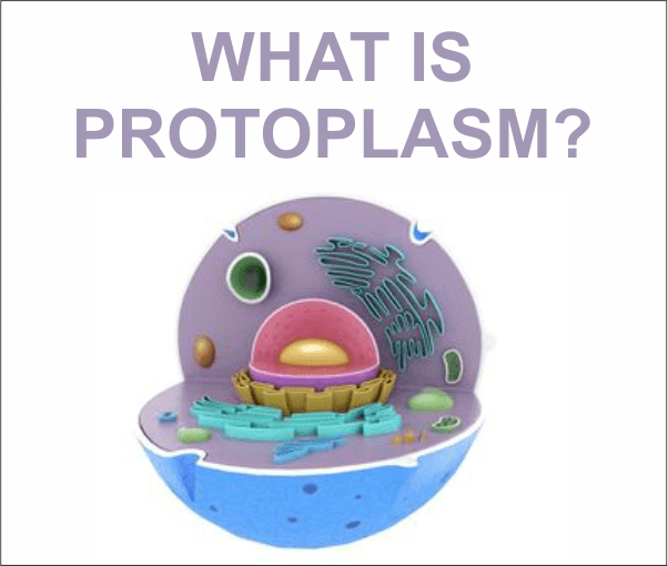 Protoplasm Definition