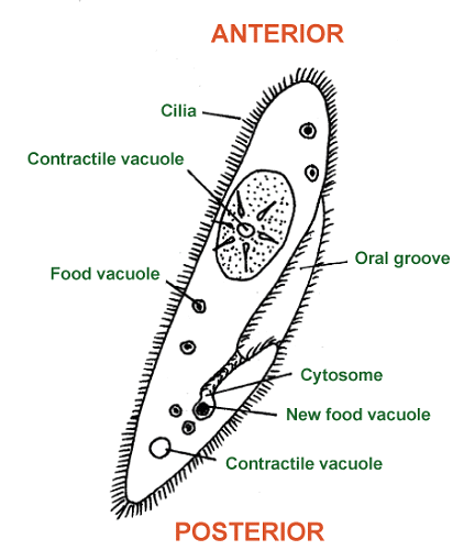 Protozoa Definition
