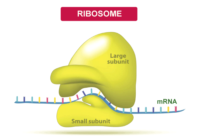 Ribosomes Definition