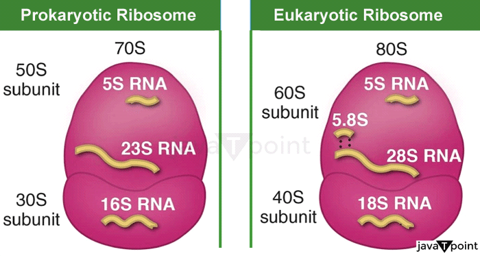 Ribosomes Definition