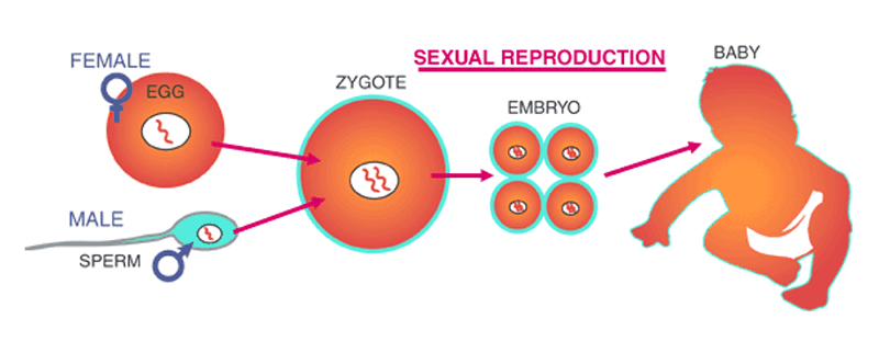 Sexual Reproduction Definition