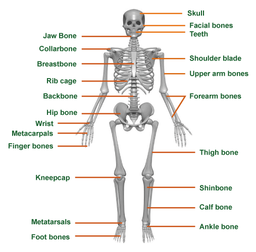 Skeletal System Definition Javatpoint