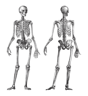 Skeleton Definition
