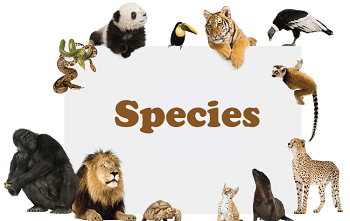 Species Definition
