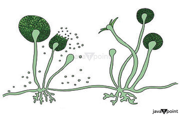 Spore Formation Definition