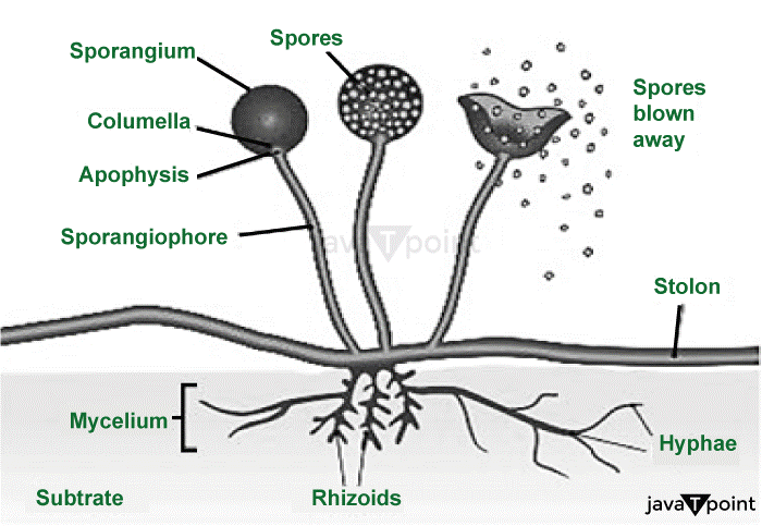 Spore Formation Definition