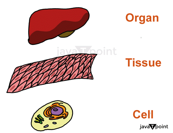 Tissue Definition Biology