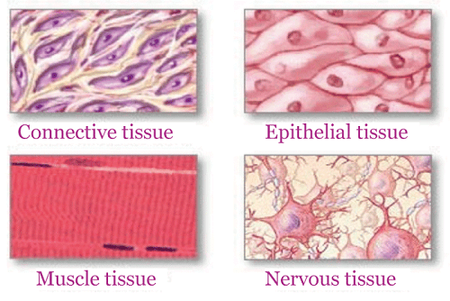 Tissue Definition