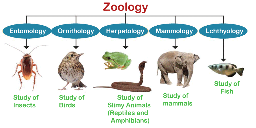 Zoology Definition