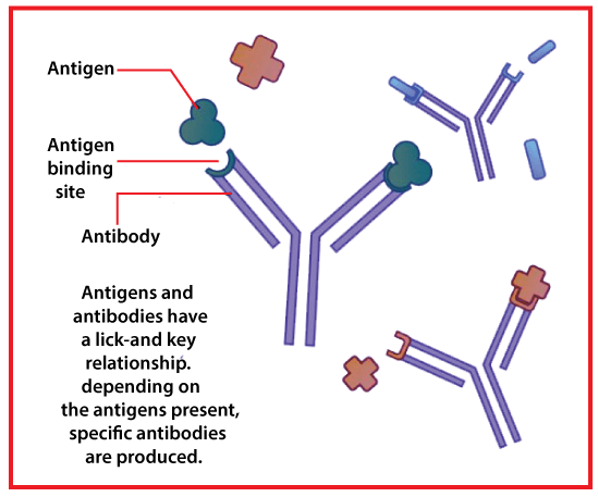 Antibody Test vs PCR Test