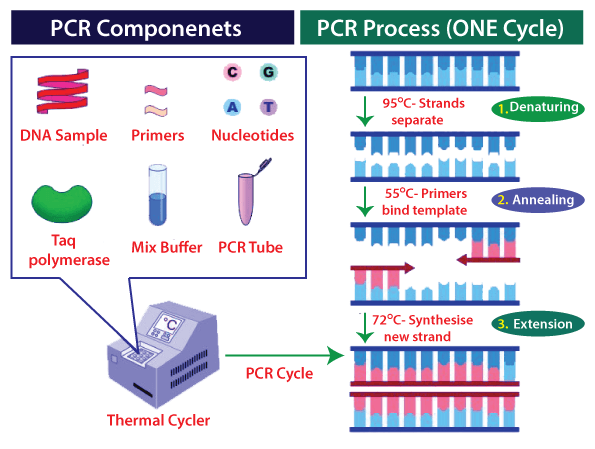 Antibody Test vs PCR Test
